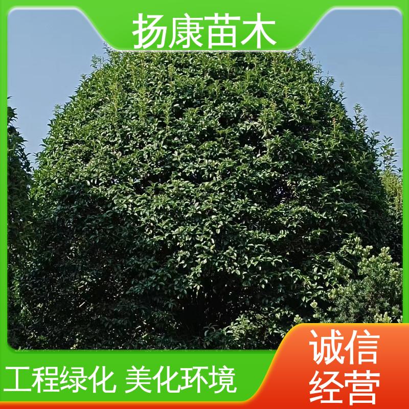 扬康苗木 银柜丹楠 庭院别墅景观树 环境适应性强