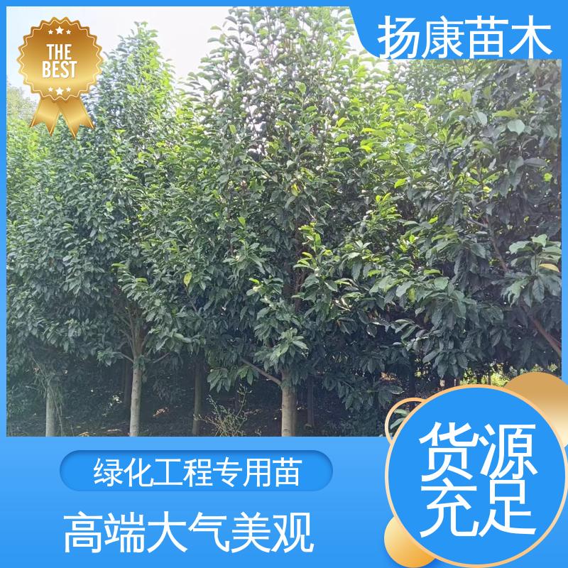 扬康苗木 湖 南 乐 昌含笑 园区道路绿化苗 高成活率 规格齐全