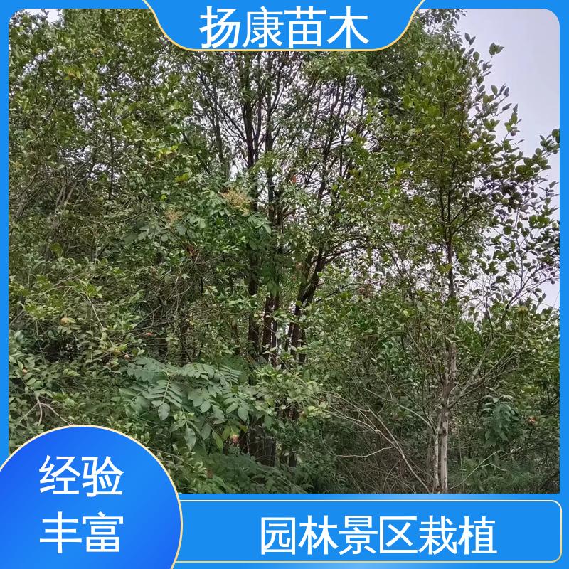 扬康苗木 基地供应 四 川乐 昌含笑 庭院小区绿化造景树 造型优美 易成活