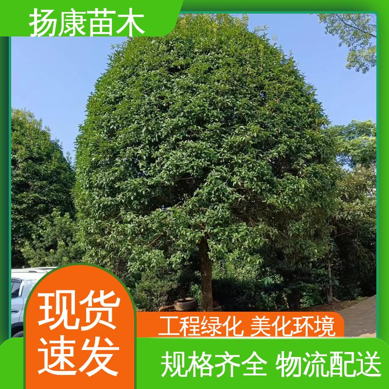 扬康苗木 基地供应 20公分桂花 公园景区装饰露地盆栽 高端大气美观