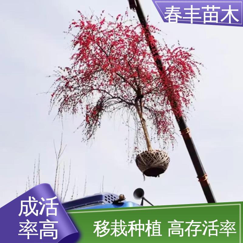 春丰苗木 观赏桃树5公分 园林庭院造景植物 移栽种植 高存活率