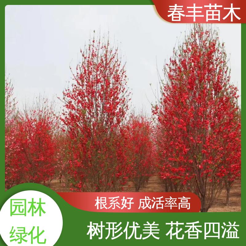春丰苗木 基地供应 粉花山碧桃5-9公分 花瓣多 花朵大 
