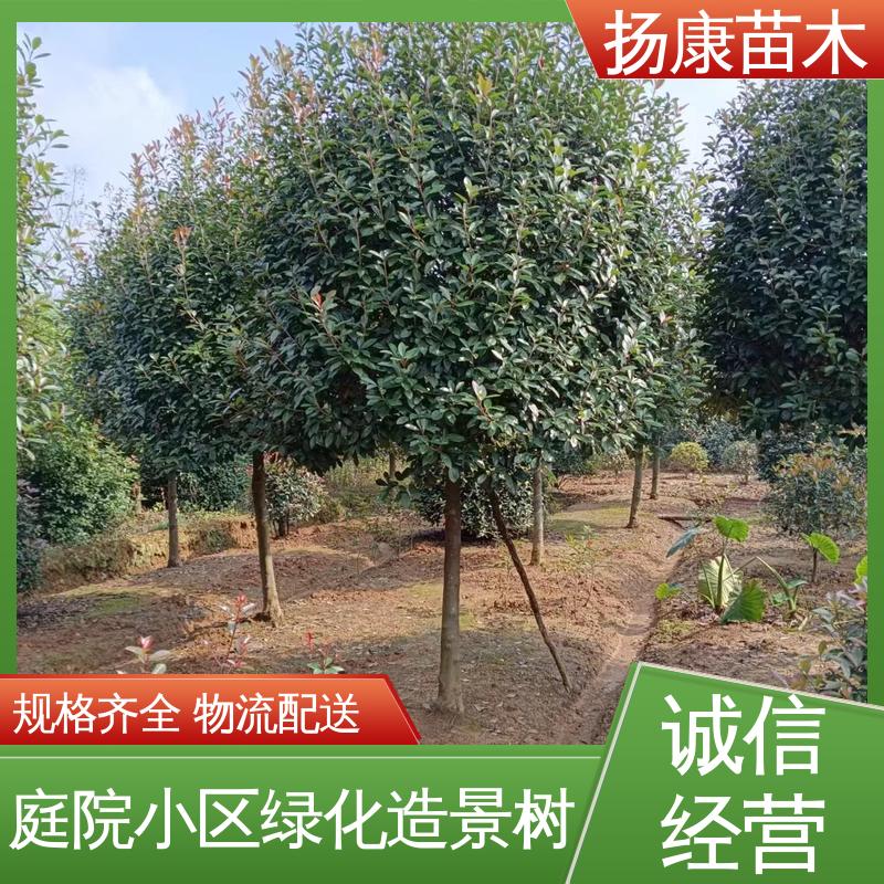 扬康苗木 小楠 绿化工程行道树 树形丰富 成活率高