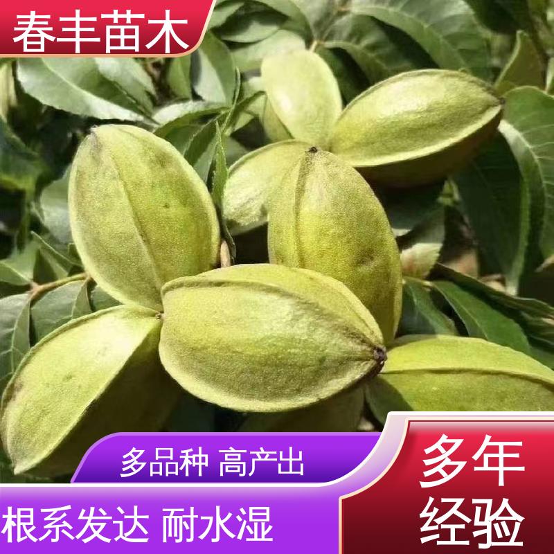 春丰苗木 碧根果苗专业育苗 品质好 根系发达 耐水湿