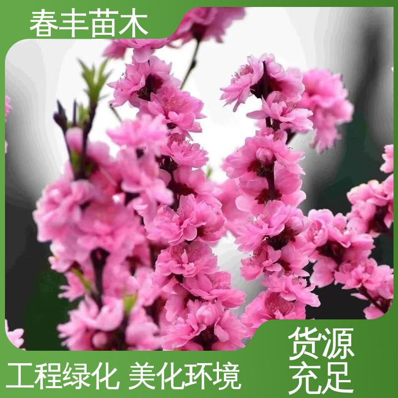 春丰苗木 基地现挖 红菊花桃6-8公分 成活率高 适应性强