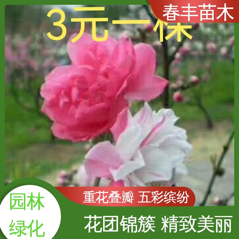 春丰苗木 基地现挖 山碧桃40元装车 花瓣多 花朵大 