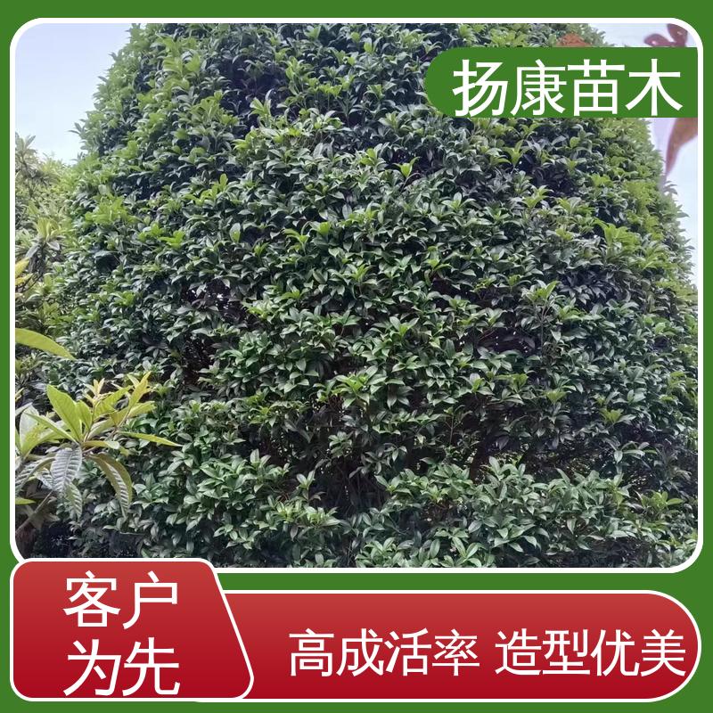 扬康苗木 22公分桂花 庭院别墅景观树 造型优美 易成活
