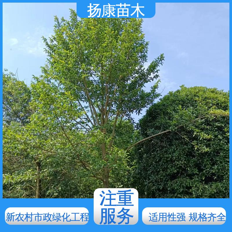 扬康苗木 15公分平 昌含笑 园林绿化工程设计 观赏价值高