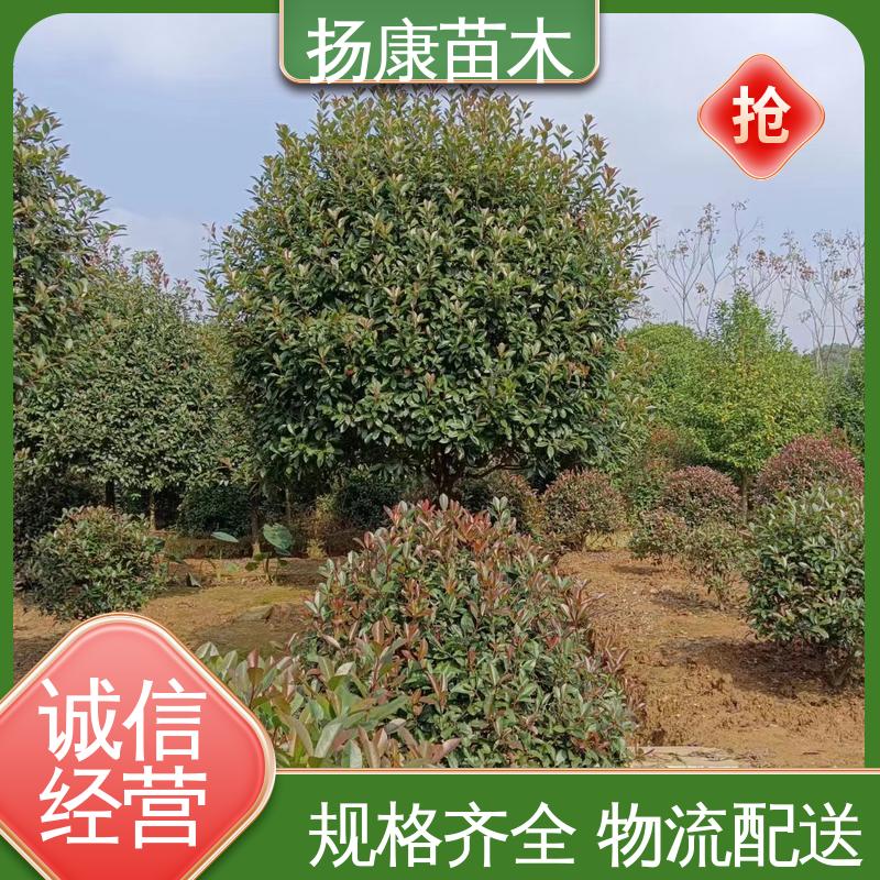 扬康苗木 基地供应 小楠 道路绿化行道苗 环境适应性强