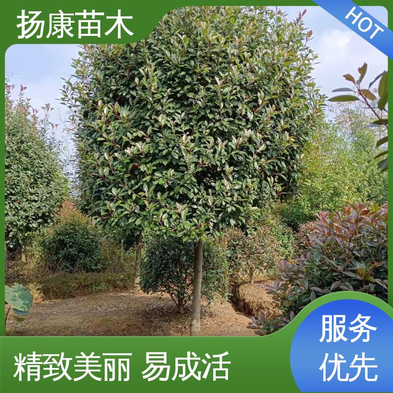 扬康苗木 基地供应 红叶南栓 城市景观绿化树 枝叶紧密 美丽多姿