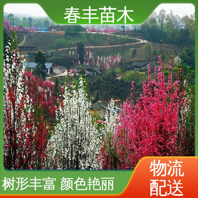 春丰苗木 基地现挖 洒金碧桃50元上车价 花叶秀丽 易成活