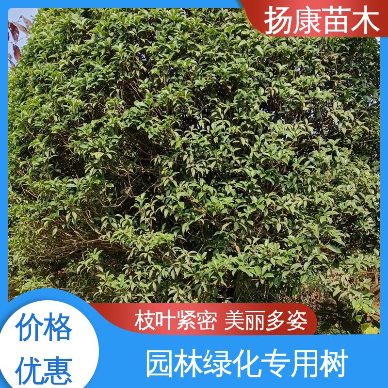 扬康苗木 乐 昌含笑 园林绿化专用树 枝叶紧密 美丽多姿