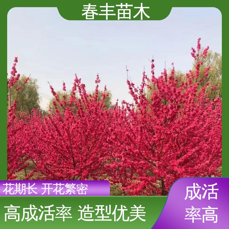 春丰苗木 基地现挖 红碧桃 8-10公分 花叶秀丽 易成活