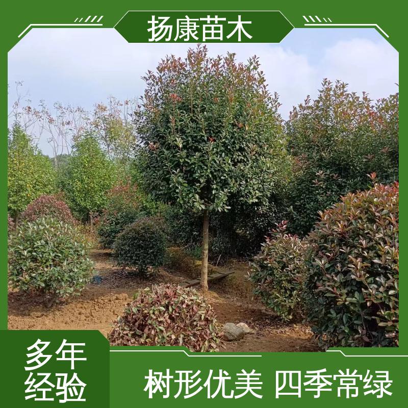 扬康苗木 基地供应 小楠 园区道路绿化苗 适用性强 规格齐全