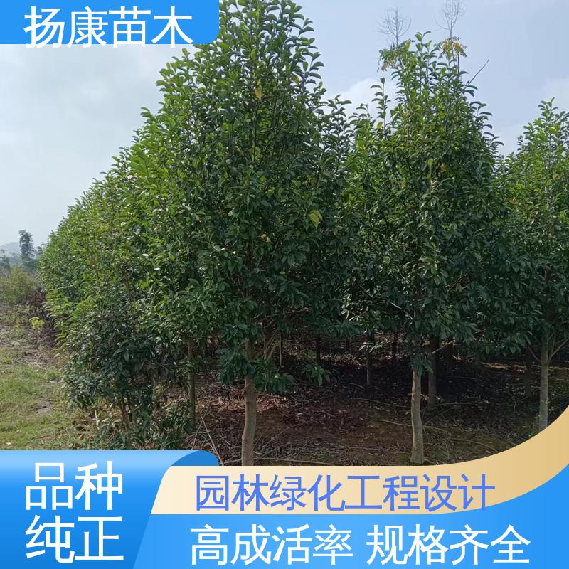 扬康苗木 基地供应 12公分乐 昌含笑 园林绿化专用树 适用性强 规格齐全