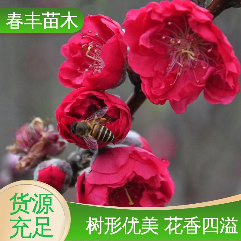 春丰苗木 基地供应 绛桃树50元上车价 花叶秀丽 易成活