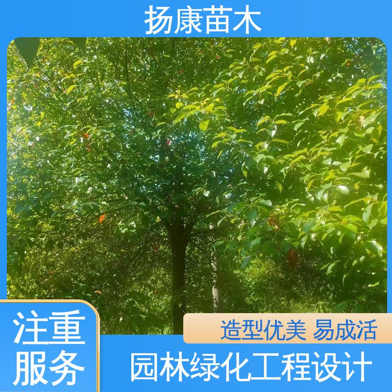扬康苗木 基地供应 湖 南 乐 昌含笑 园林庭院造景植物 造型优美 易成活