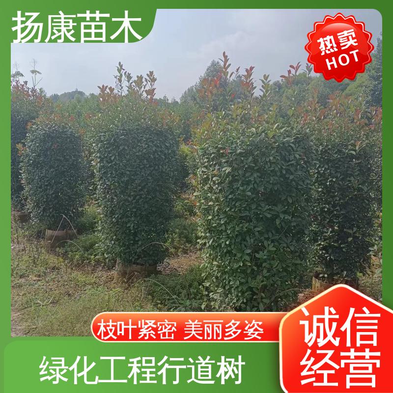 扬康苗木 红叶石楠 园林绿化专用树 环境适应性强