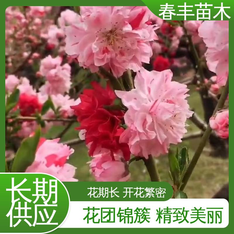 春丰苗木 基地供应 品虹桃树 8-10公分 花叶秀丽 易成活