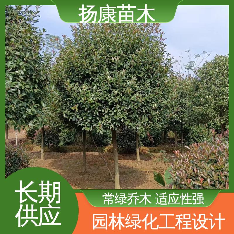 扬康苗木 基地供应 红叶石楠球 园林景区栽植 精致美丽 易成活