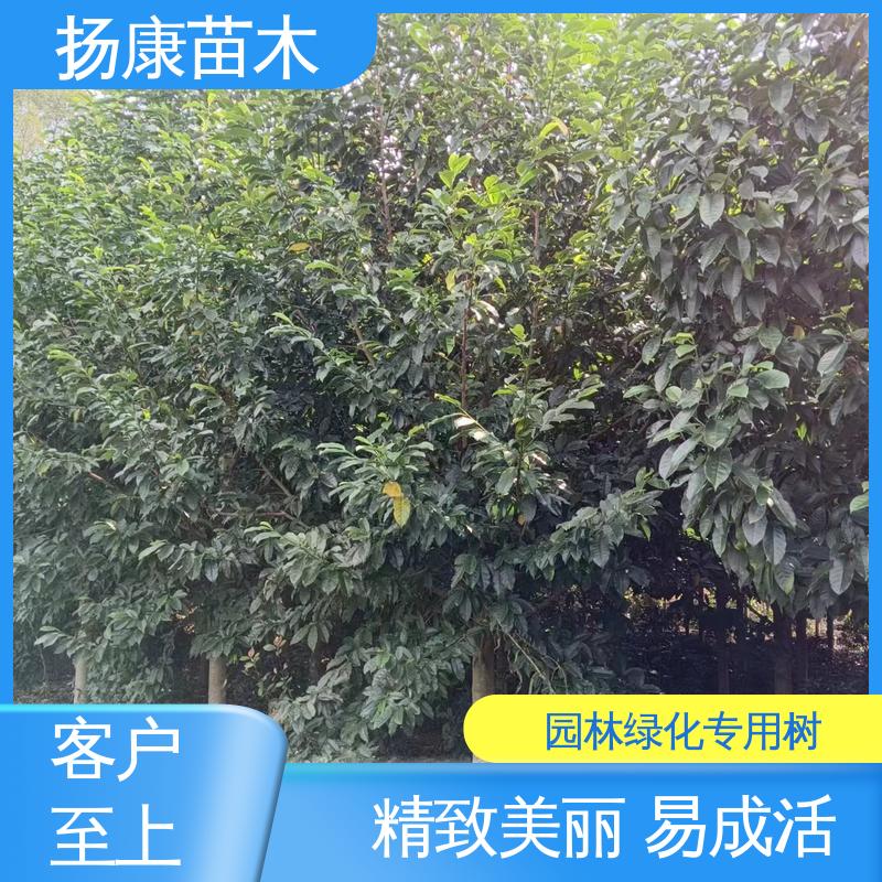 扬康苗木 乐 昌含笑批发 城市景观绿化树 树形丰富 成活率高