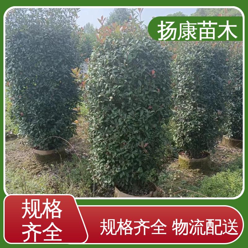 扬康苗木 基地供应 纸石楠球 园林绿化专用树 观赏价值高