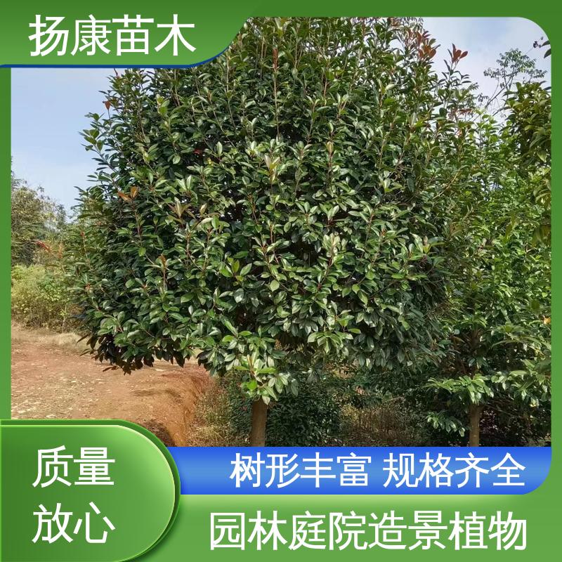 扬康苗木 基地供应 纸石楠球 园林景区栽植 枝叶紧密 美丽多姿