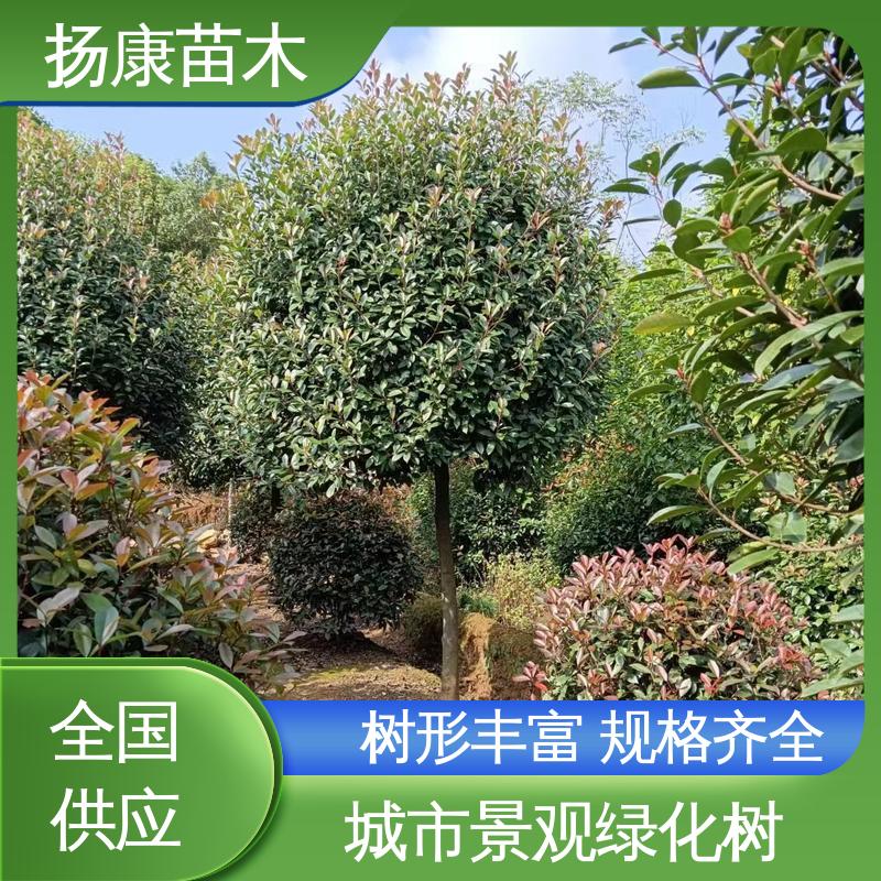 扬康苗木 红叶石楠树 道路绿化行道苗 适用性强 规格齐全