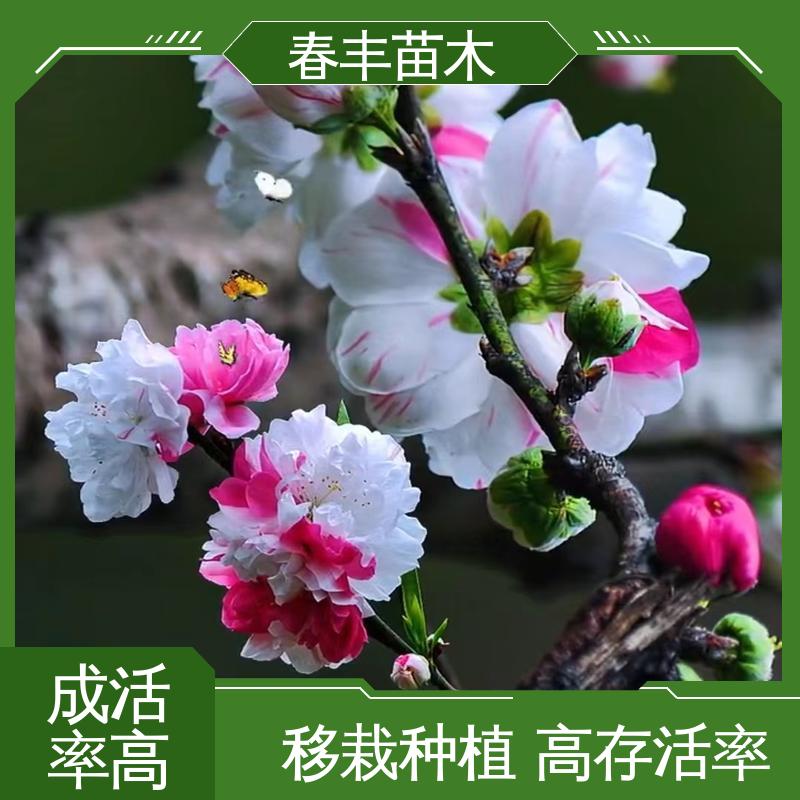 春丰苗木 基地供应 白碧桃6-8公分 成活率高 适应性强