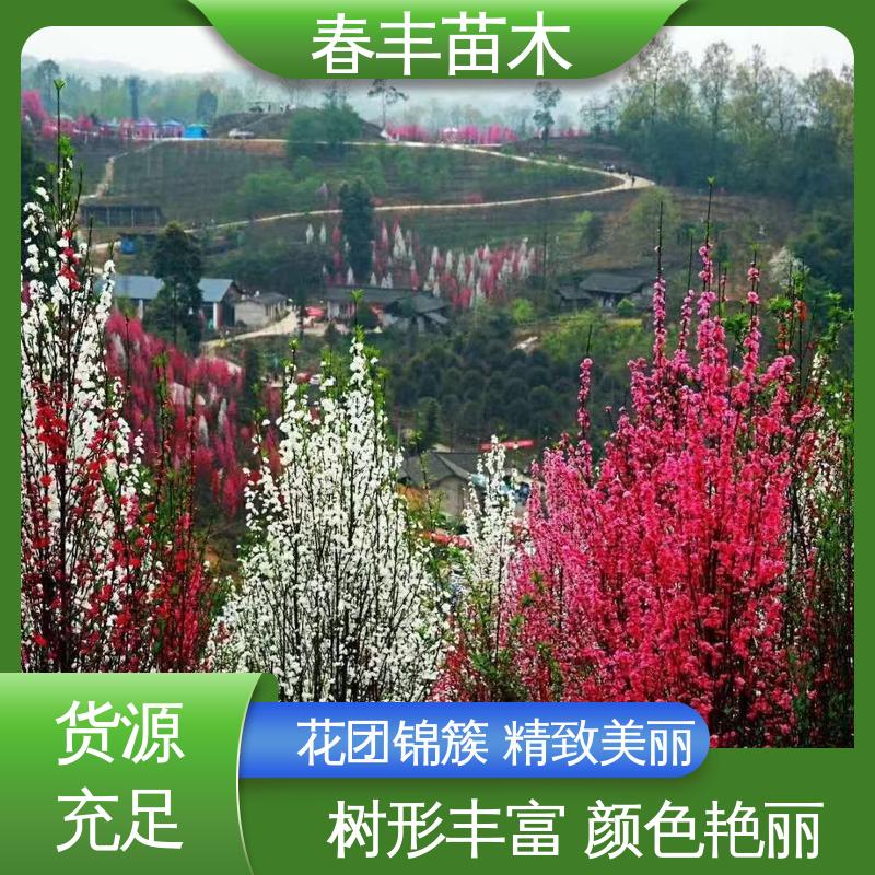 春丰苗木 观赏桃树苗基地培育 园林庭院造景植物 花瓣多 花朵大 效果佳