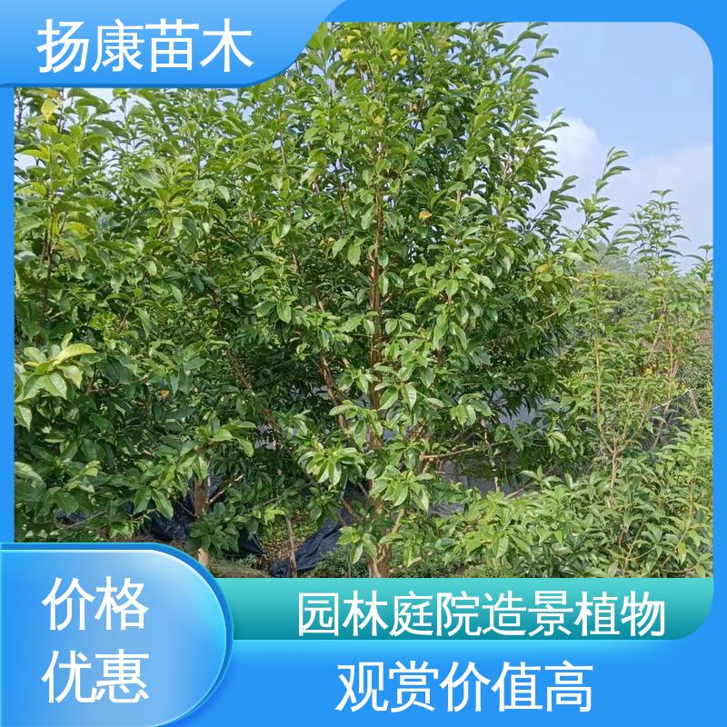 扬康苗木 基地供应 浙 江乐 昌含笑 园林景区栽植 树形丰富 成活率高