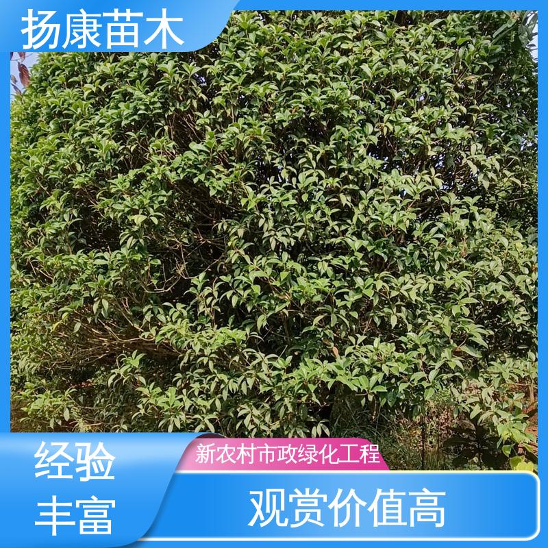 扬康苗木 湖 南 乐 昌含笑 新农村市政绿化工程改造苗 树形丰富 成活率高