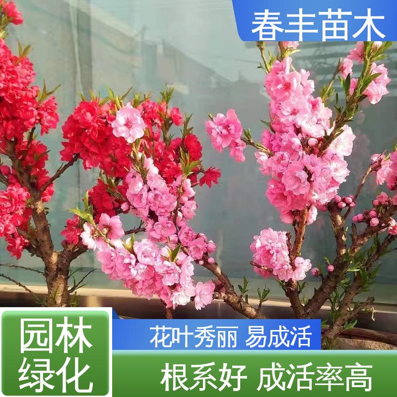 春丰苗木 基地现挖 碧桃树6-8公分 规格齐全 品种纯正