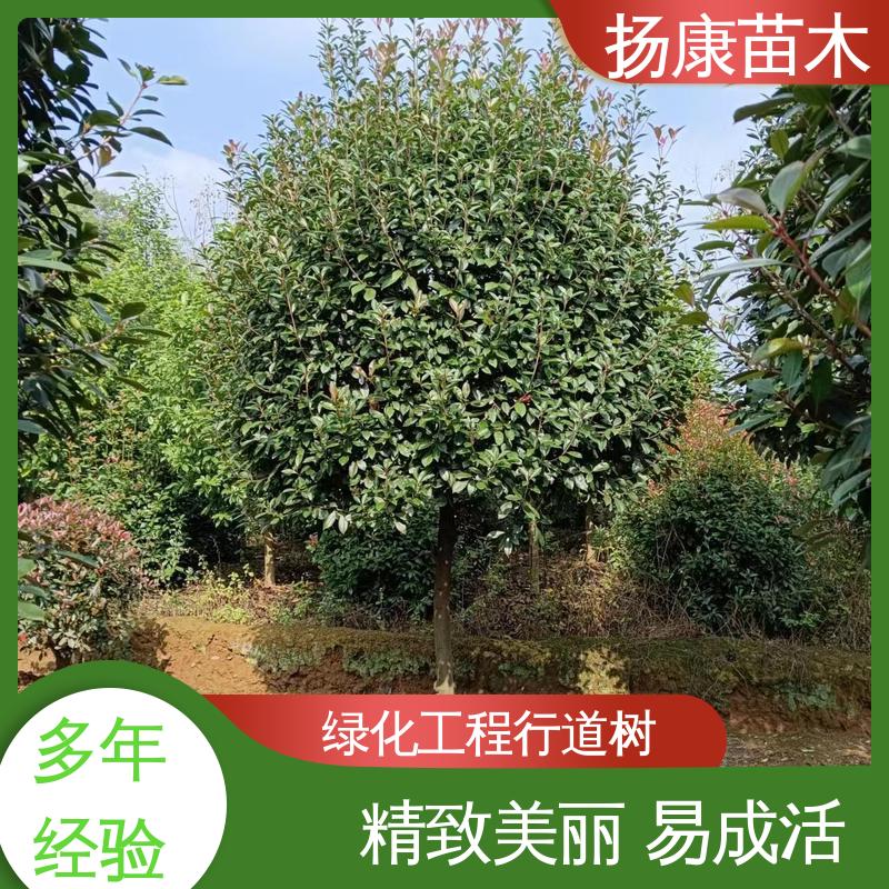 扬康苗木 小楠 绿化工程改造苗 树形丰富 成活率高