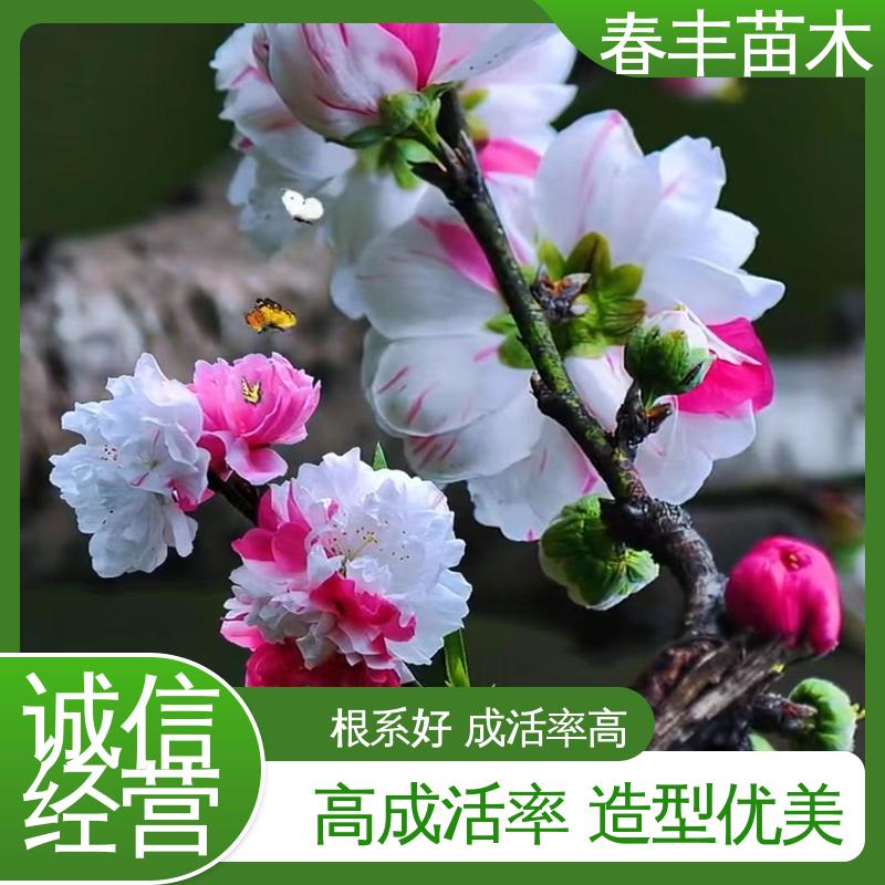 春丰苗木 基地供应 白碧桃5-9公分 移栽种植 高存活率