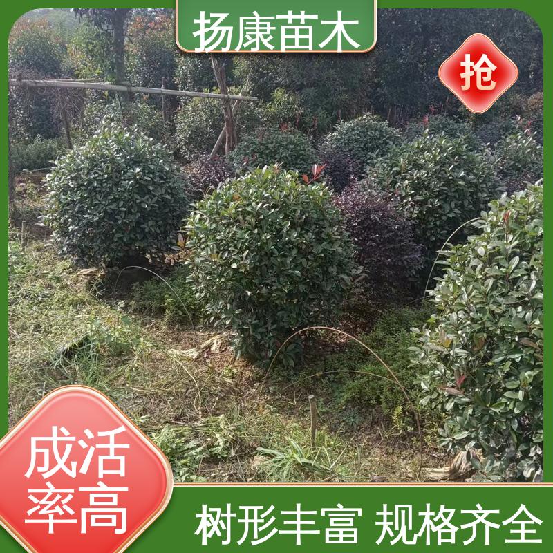 扬康苗木 红叶石楠树 绿化工程行道树 枝叶紧密 美丽多姿