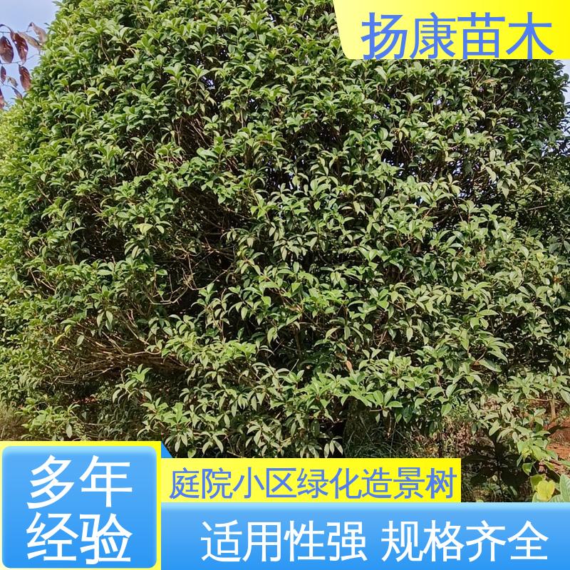 扬康苗木 乐 昌含笑 道路绿化行道苗 高端大气美观