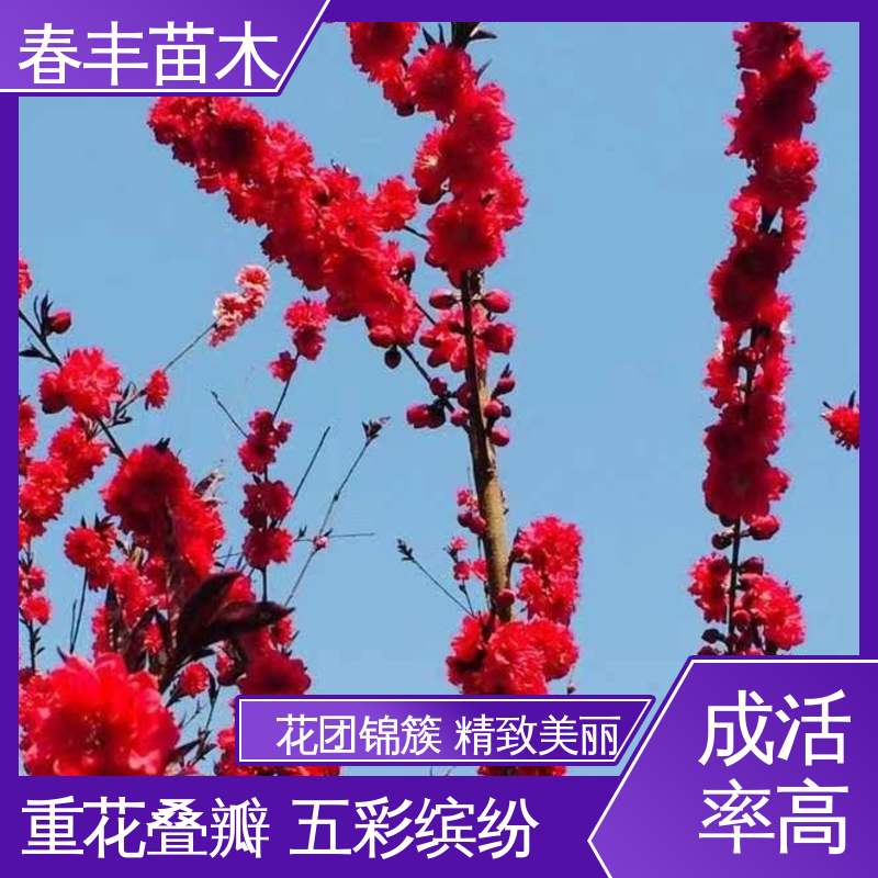 春丰苗木 观赏桃苗子 工程绿化 美化环境 花色艳丽动人