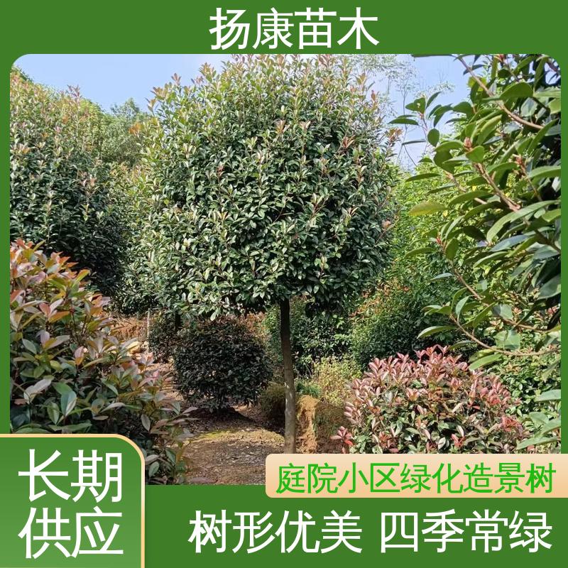 扬康苗木 红叶石楠球 道路绿化行道苗 环境适应性强