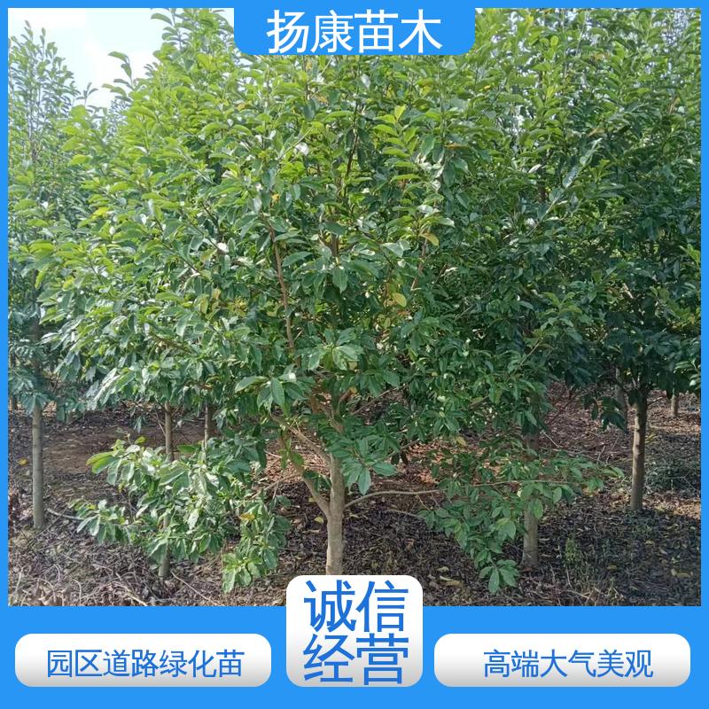 扬康苗木 15公分平 昌含笑 园林庭院造景植物 环境适应性强