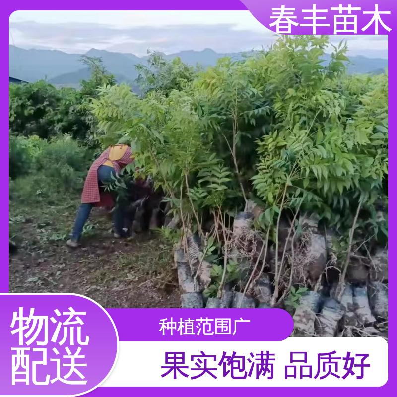 春丰苗木 碧根果三年苗基地生产 良种培育 规格齐全 物流配送