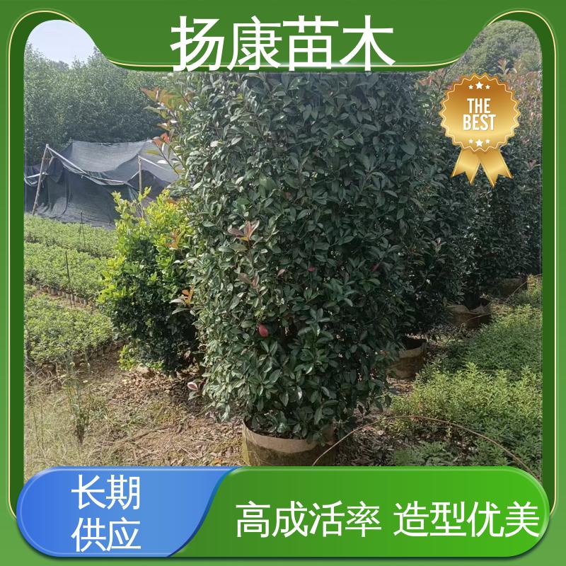扬康苗木 基地供应 红叶南栓 园区道路绿化苗 树形丰富 成活率高