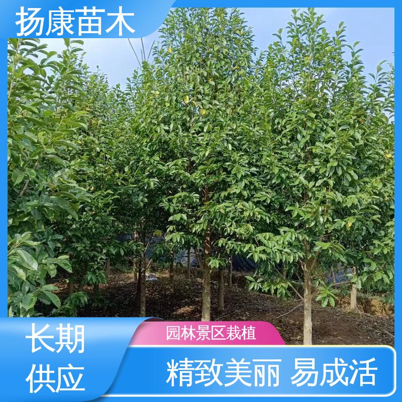 扬康苗木 20公分乐 昌合笑 园林绿化专用树 树形丰富 成活率高