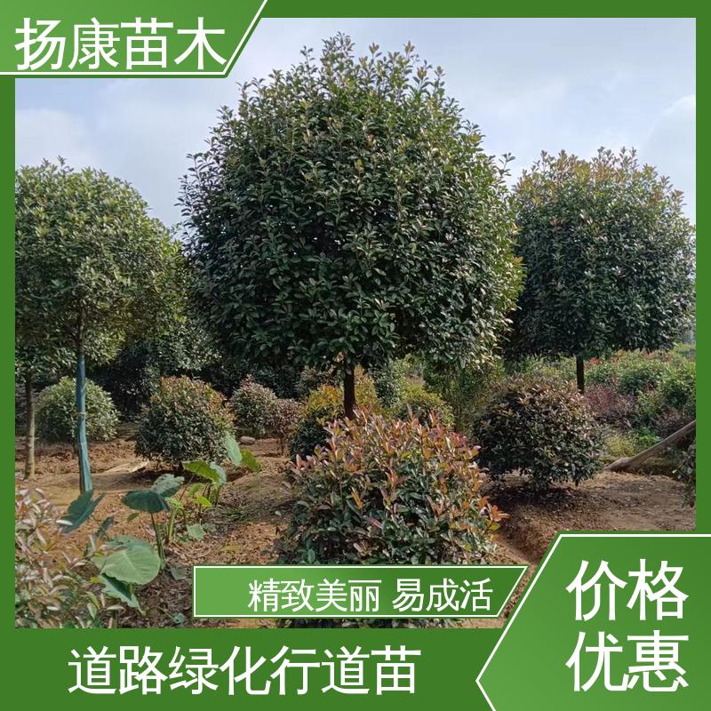 扬康苗木 基地供应 小楠 道路绿化行道苗 观赏价值高