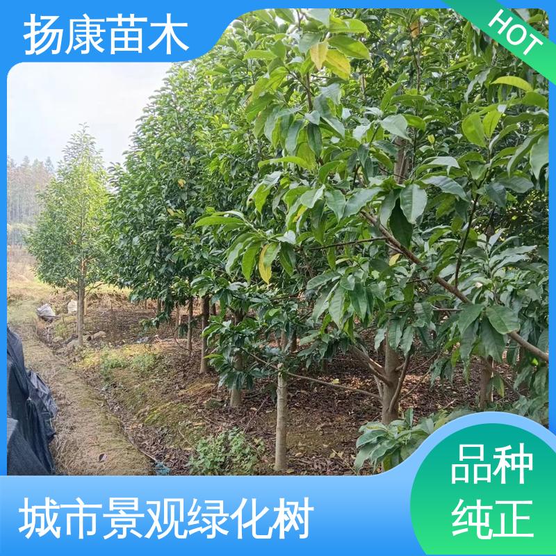 扬康苗木 乐 昌含笑批发 道路绿化行道苗 精致美丽 易成活