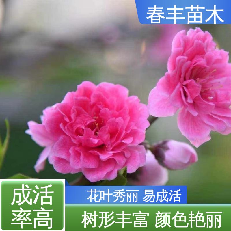春丰苗木 基地供应 品虹40元装车 颜色鲜艳 花色多样