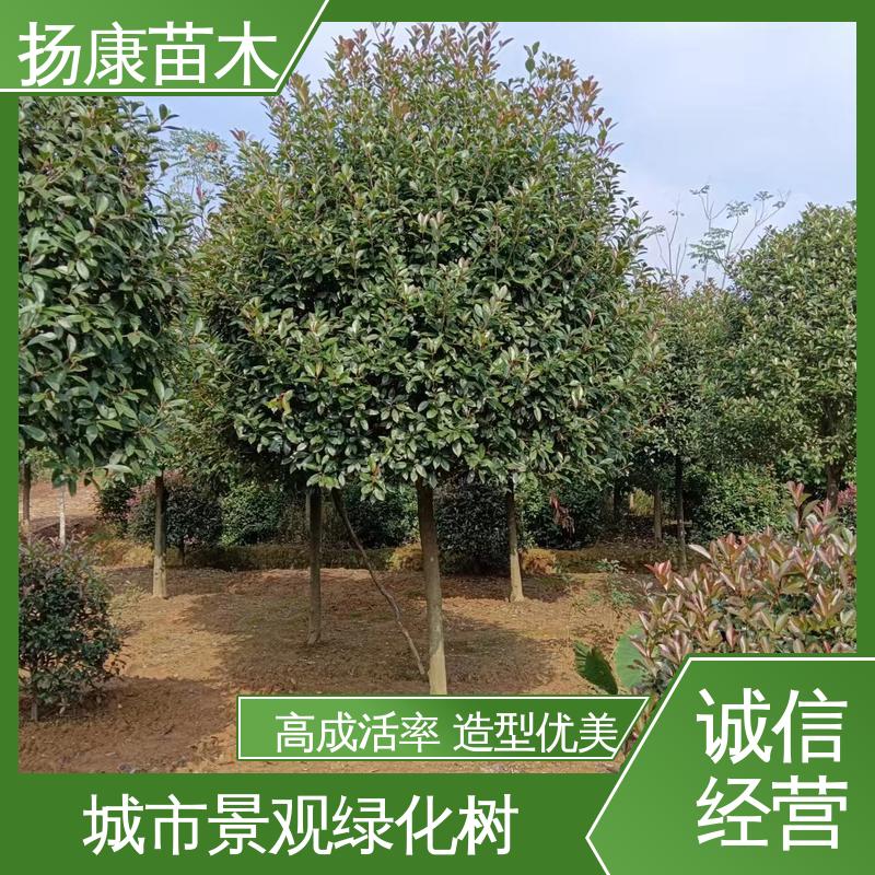 扬康苗木 纸石楠球 园林庭院造景植物 树形丰富 成活率高