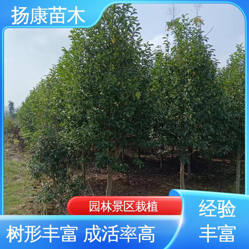 扬康苗木 湖 南 乐 昌含笑 绿化工程行道树 环境适应性强
