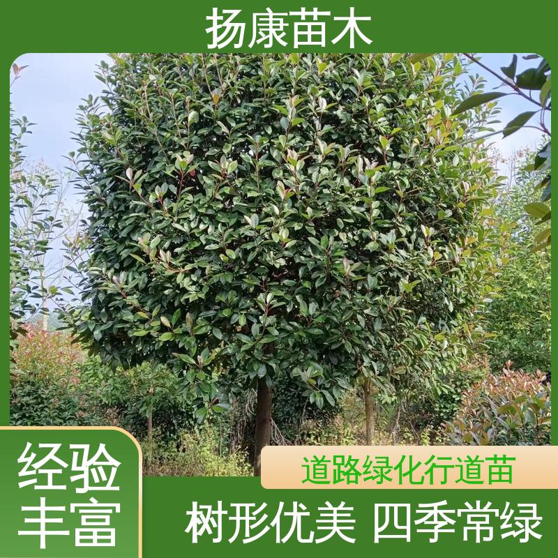 扬康苗木 纸石楠球 城市景观绿化树 高端大气美观