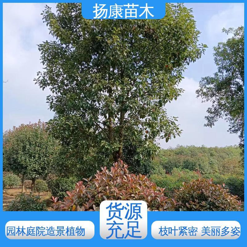 扬康苗木 四 川乐 昌含笑 新农村市政绿化工程改造苗 高成活率 规格齐全
